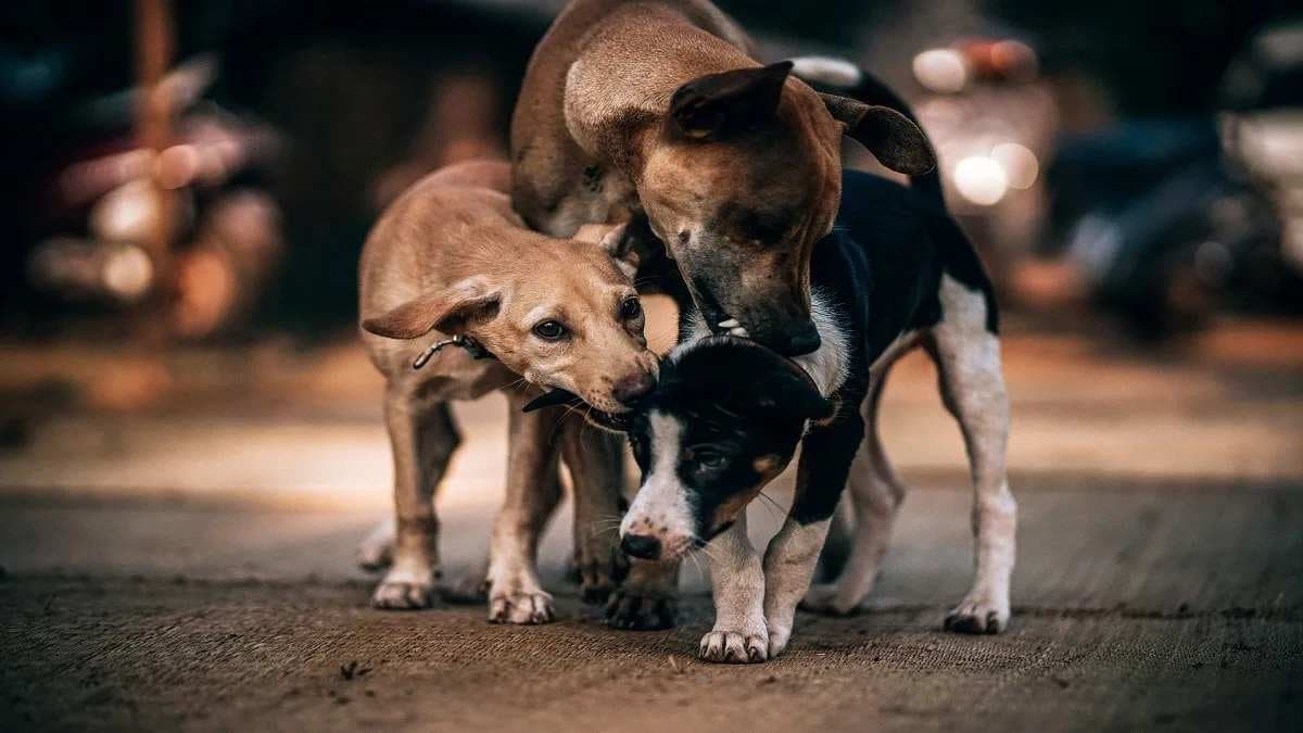 Man caught raping multiple dogs in Delhi 