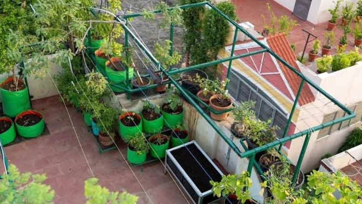 You can grow these Vegetables in Your Garden in Monsoon