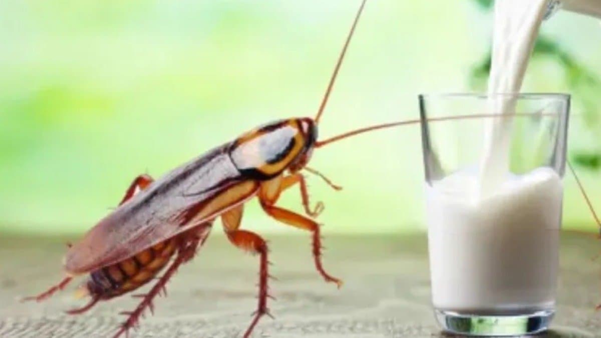 What is Cockroach Milk why it is more nutritious than Cow Milk know the reason of being called superfood 