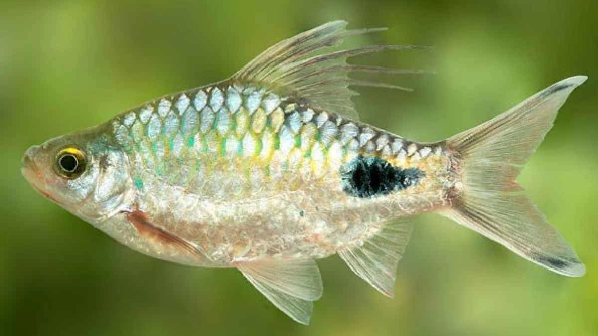 Scientists has discovered a new species of Cyprinid fish in Brahmaputra River