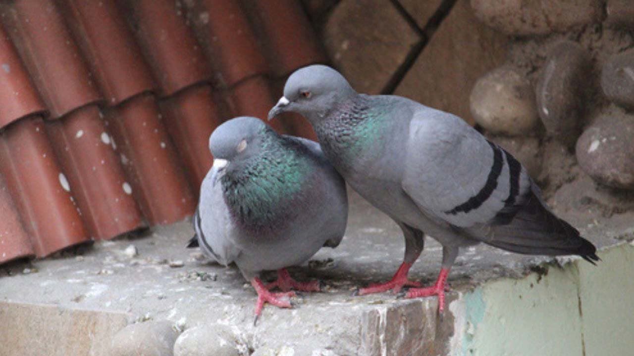 Five ways to keep pigeons away from your apartment balcony naturally