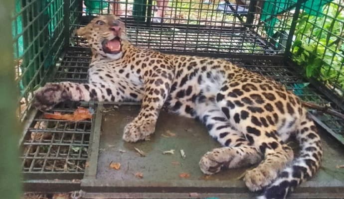 Cheetah: ‌বনদপ্তরের খাঁচায় চিতা ধরা পড়তেই স্বস্তি চা বাগানে