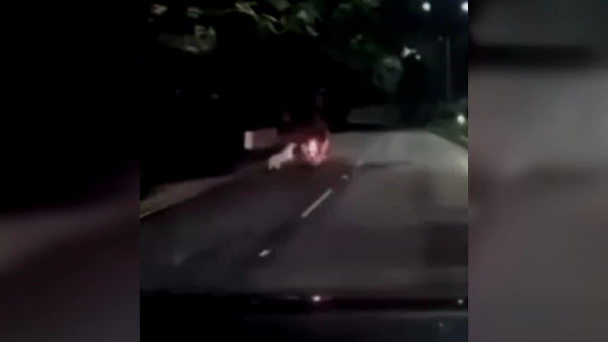 Leopard jumps At Moving Bike In Andhra later around midnight again spotted by locals know the truth 