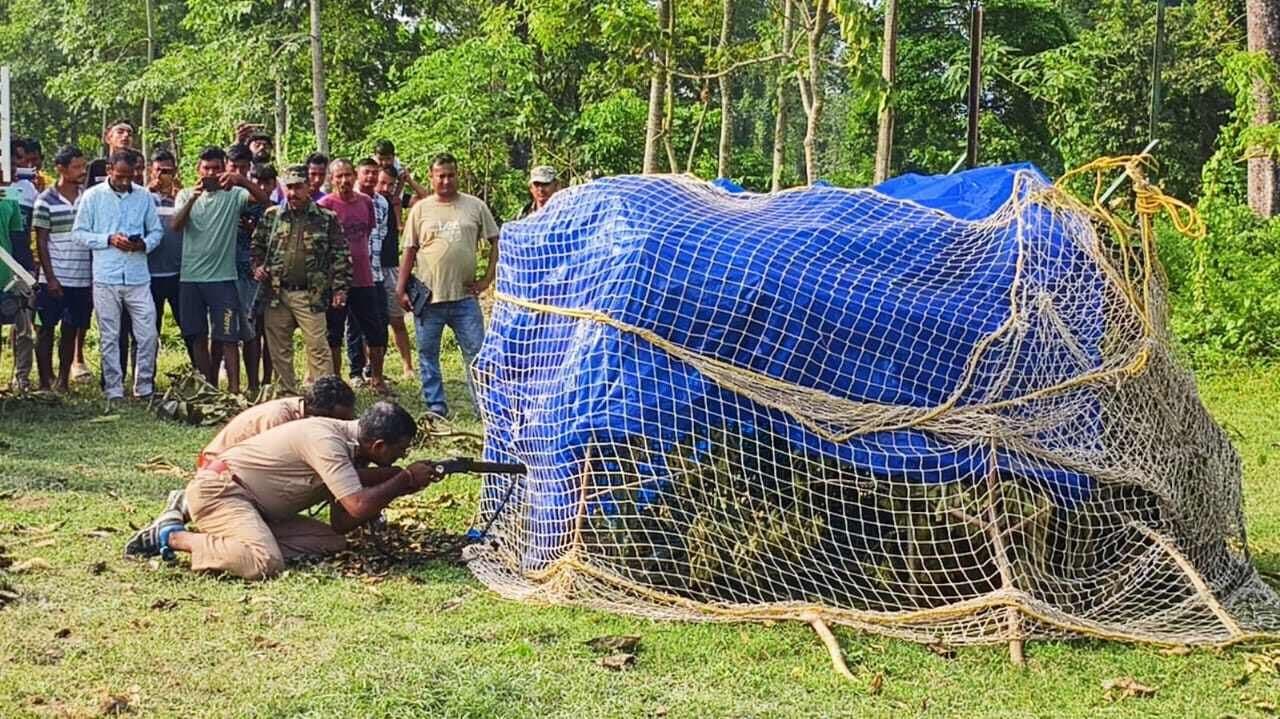 After 9 days, leopard caged by forest department gnr 