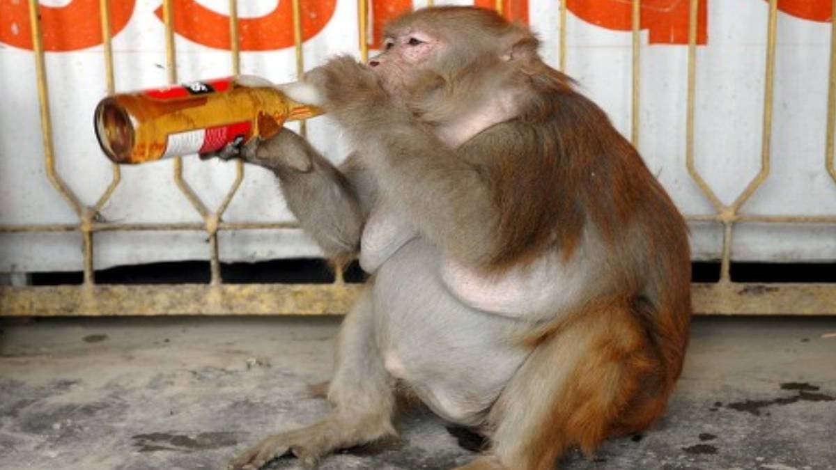 In the scorching heat Hanuman is drinking cold beer