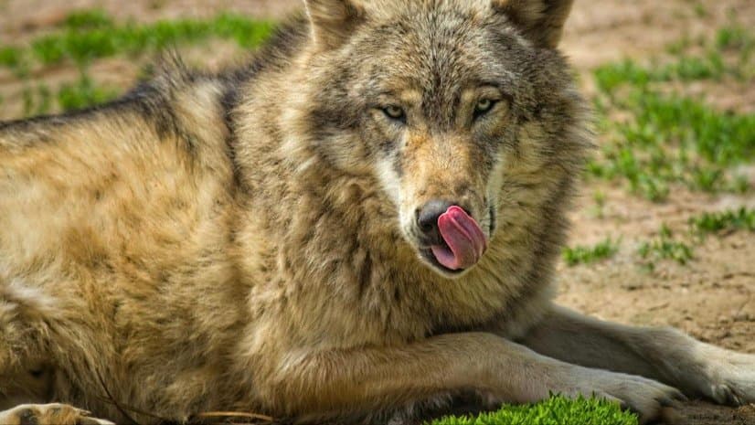 Villagers in UP's Bahraich kill sixth and final wolf gnr