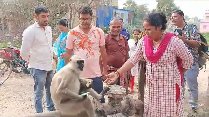 langur snatches mobile phone finally returned gnr