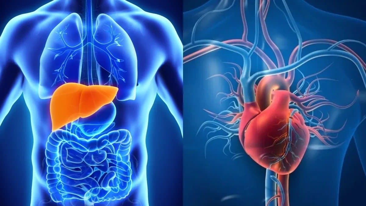 Avocado protects liver from damage support heart and skin health and has many health benefits