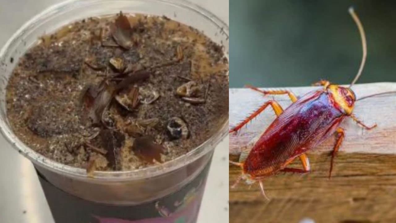 Cockroach Coffee Costing Rs 570 Goes Viral In China