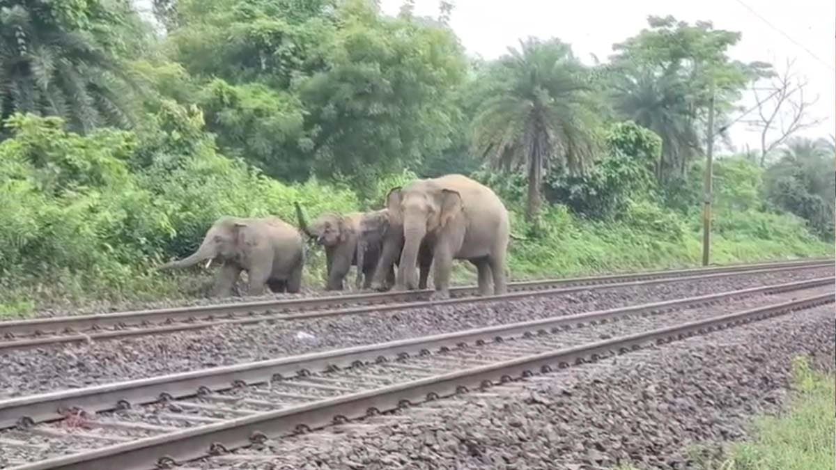 Three elephants killed in Jhargram train crash