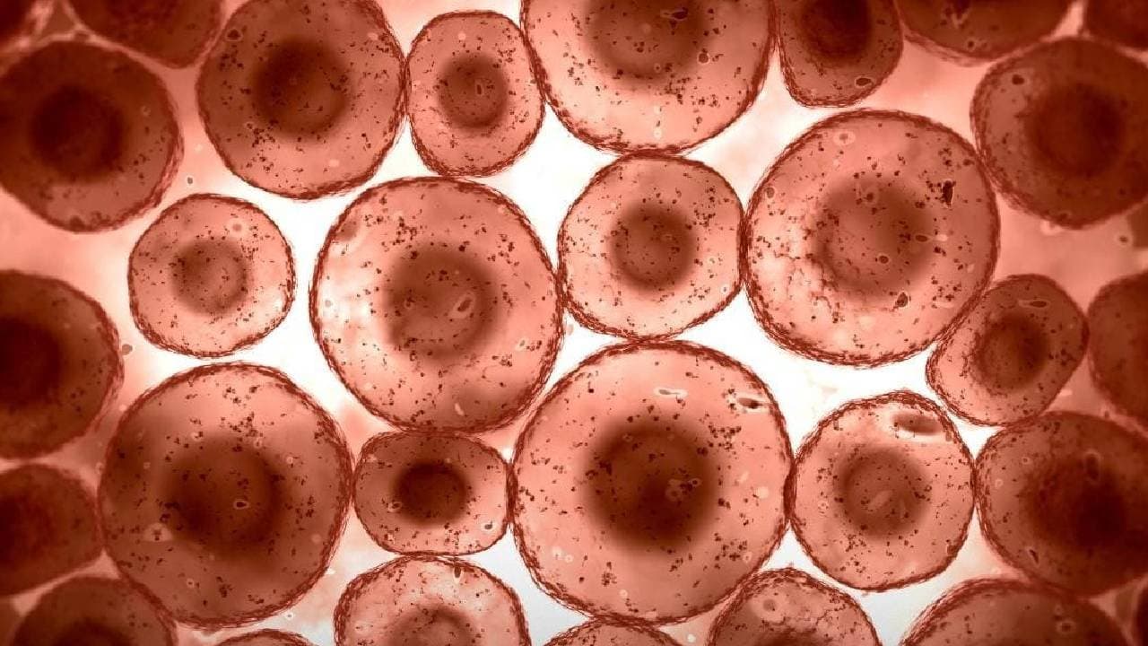 Experts figured out how to make fat cells burn calories instead of storming them 