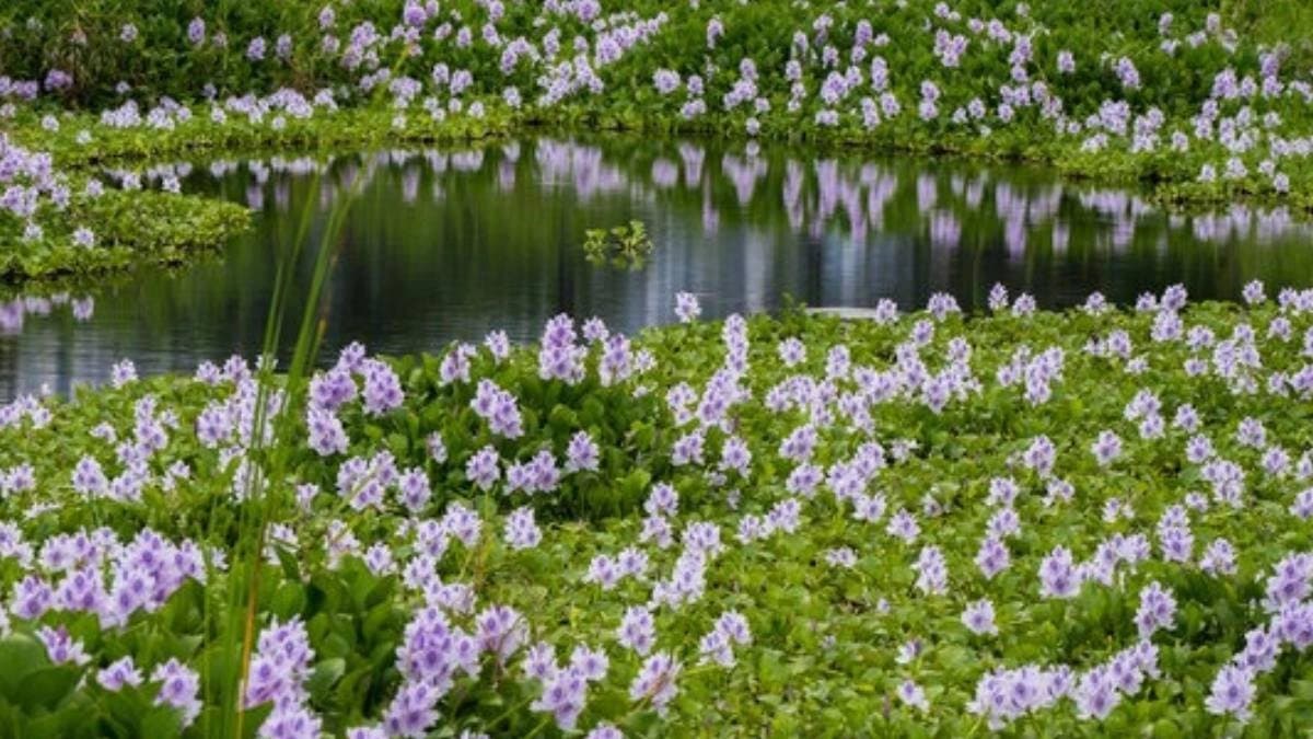 Water hyacinth of Bengal has hidden healing powers know its health benefits