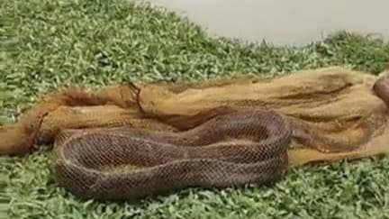 King Cobra Rescued From Pond In Tripura