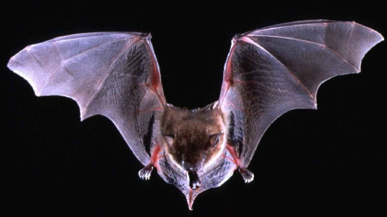 Rabid bats: Los Angeles officials issue warning