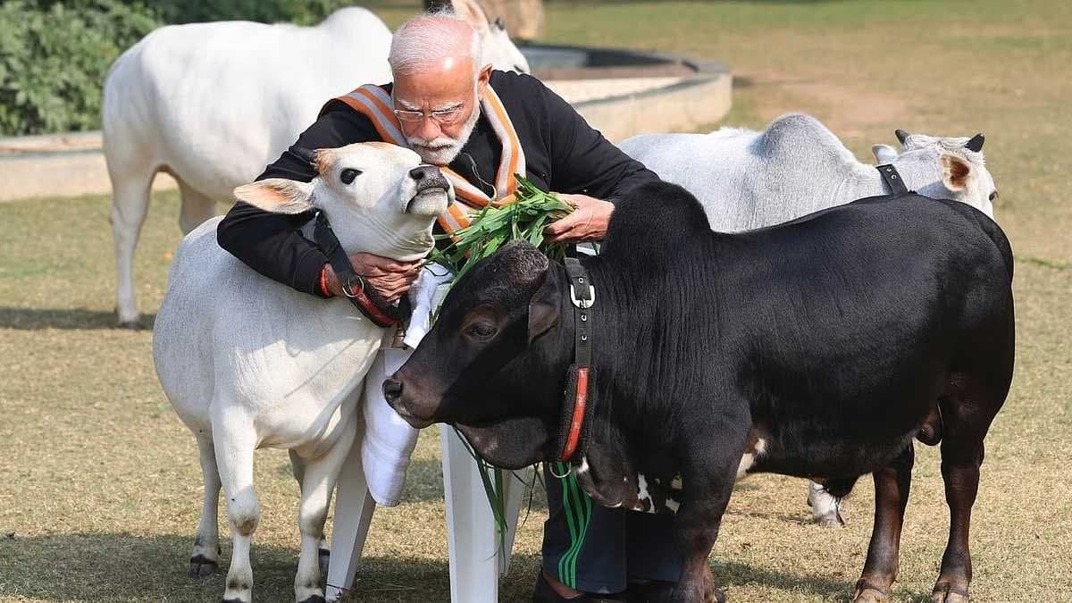 Narendra Modi favourite smallest cow Punganur cow produces huge milk