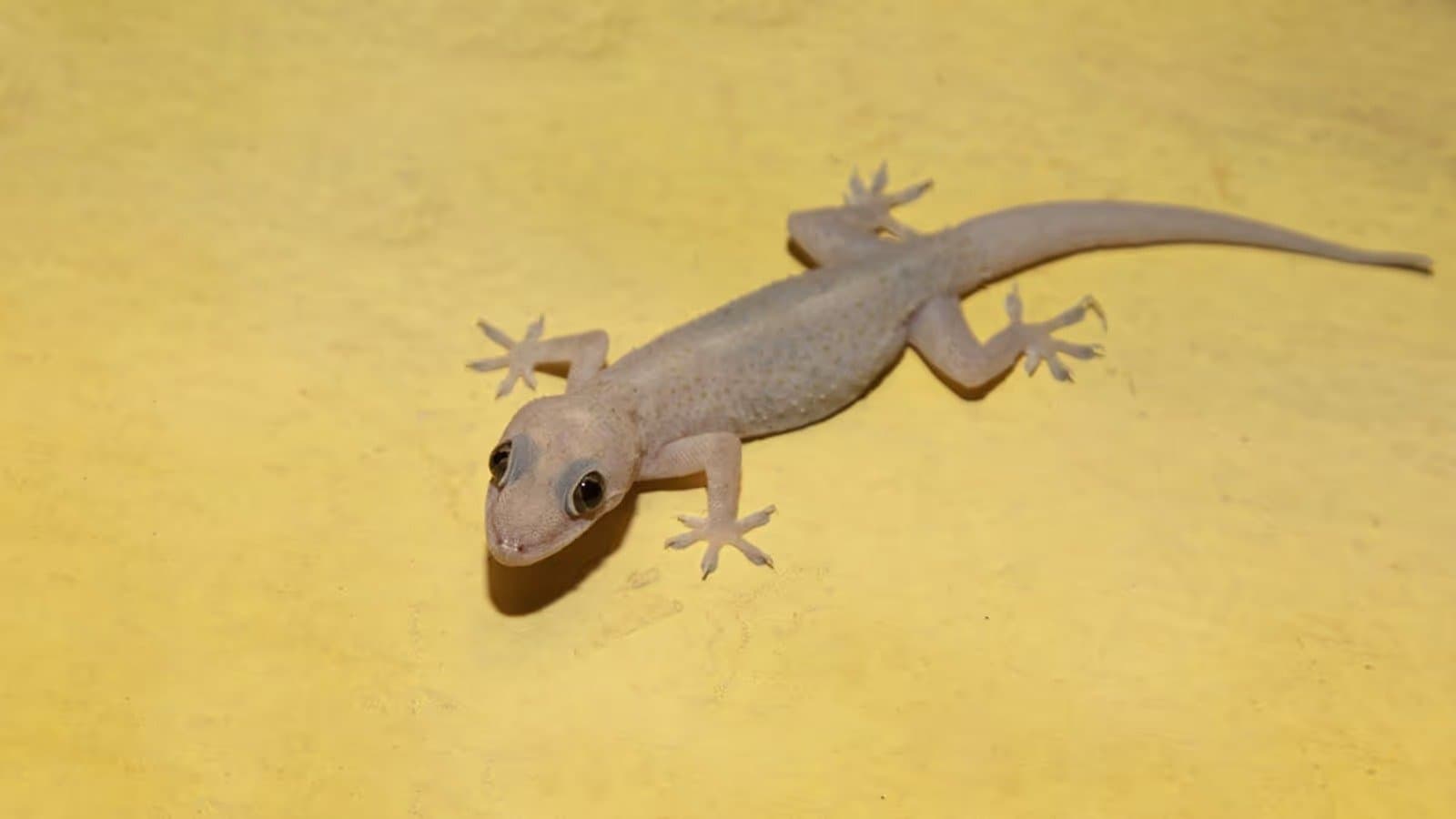  these are home remedies to keep away lizards from home lif