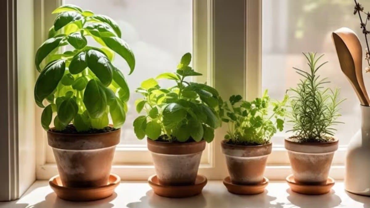You can grow these five vegetables at home easily