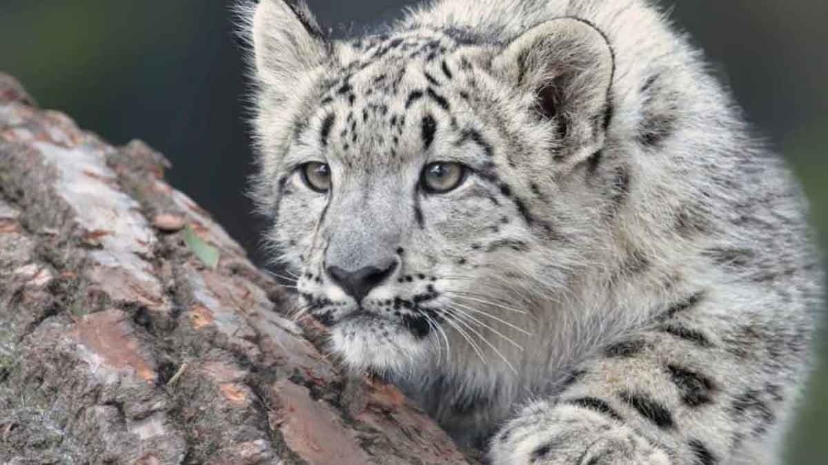 Snow Leopards found in many states in India gnr 