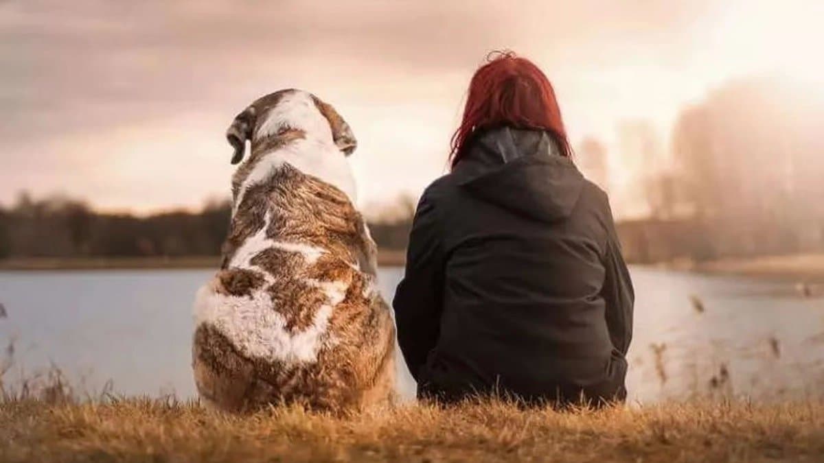 Travel With Pet: Follow these tips while travel with pets