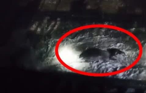 Elephant : তিস্তা ব্যারেজে পড়ে গেল হস্তিশাবক, লকগেট খুলে বাঁচল প্রাণ 