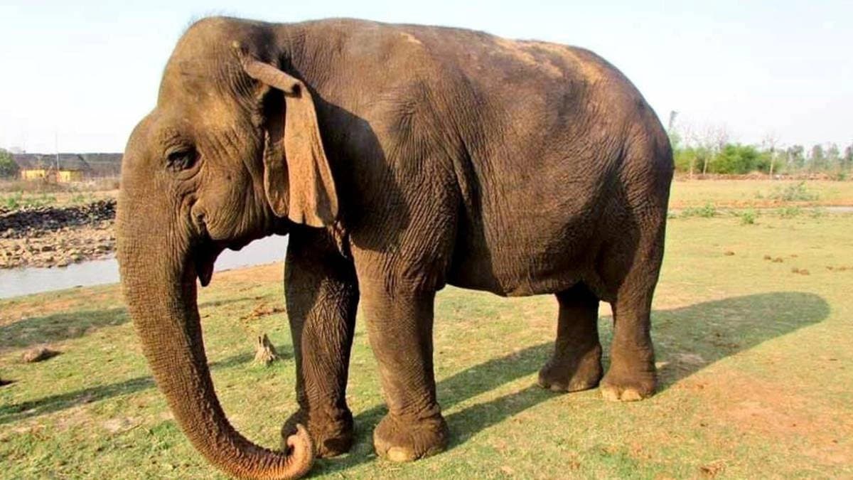 Oldest elephant in asia Vatsala dies