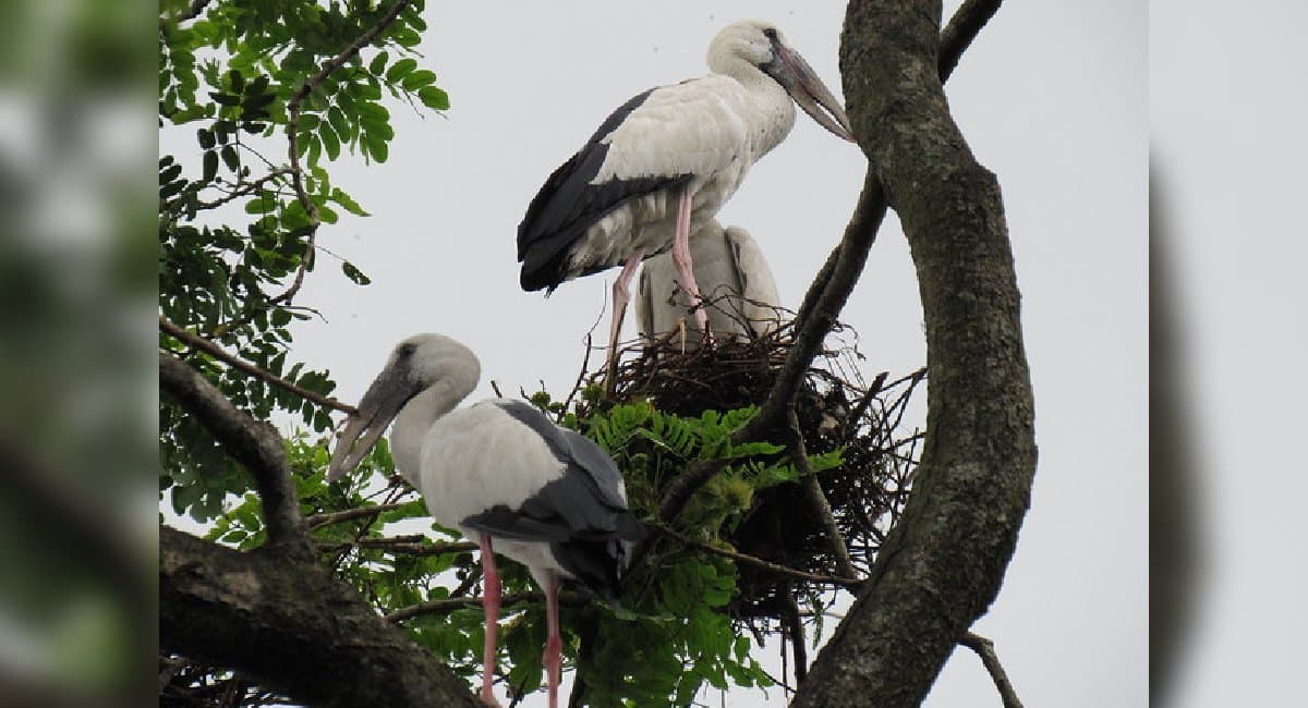 The migratory birds made their new nests
