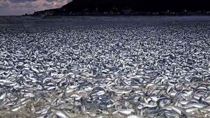 Thousands of dead fish mysteriously wash up on beach in Japan 