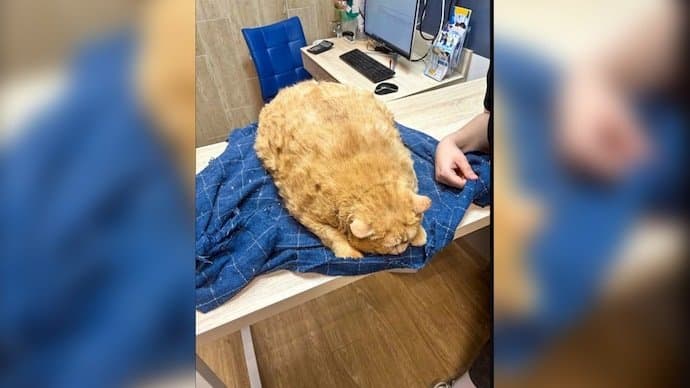 Viral News 17-kg cat abandoned at Russia hospital too fat to walk