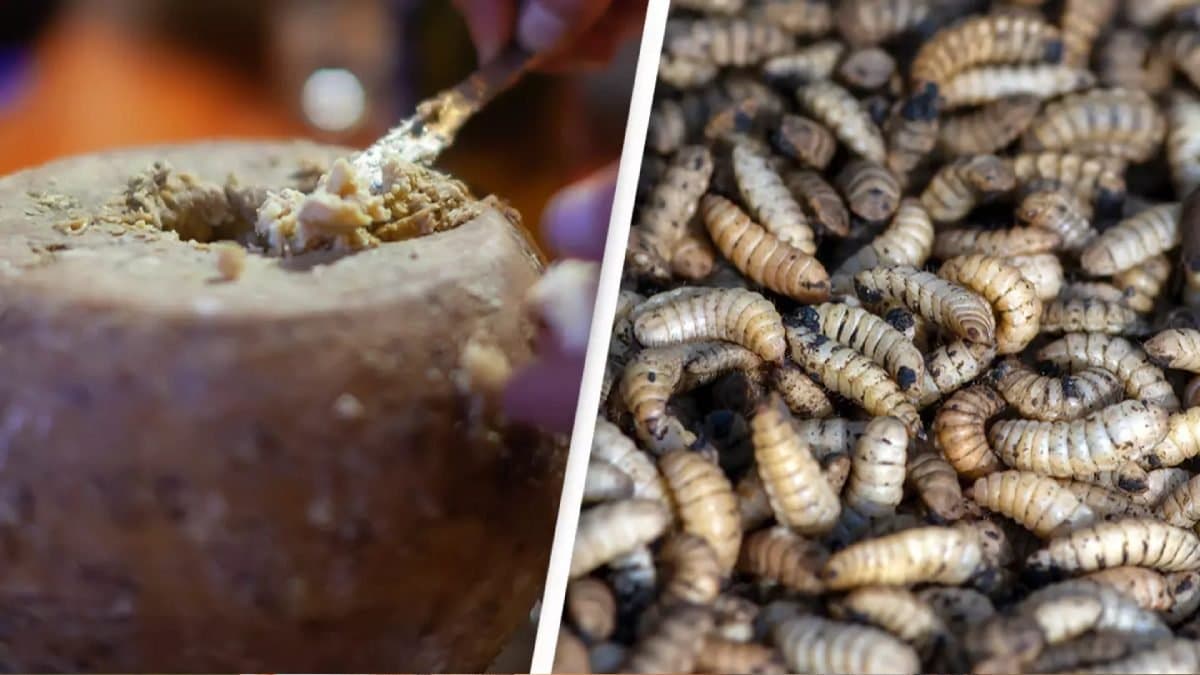 কিলবিল করে লার্ভা, সেই খাবারের দামই আকাশছোঁয়া! কোথায় পাওয়া যায় এমন বিরল চিজ?