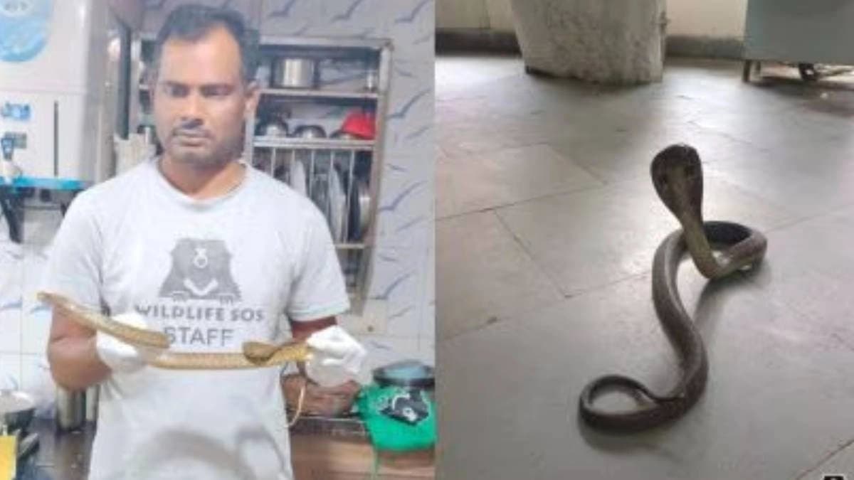 Snake inside third floor on delhi flat