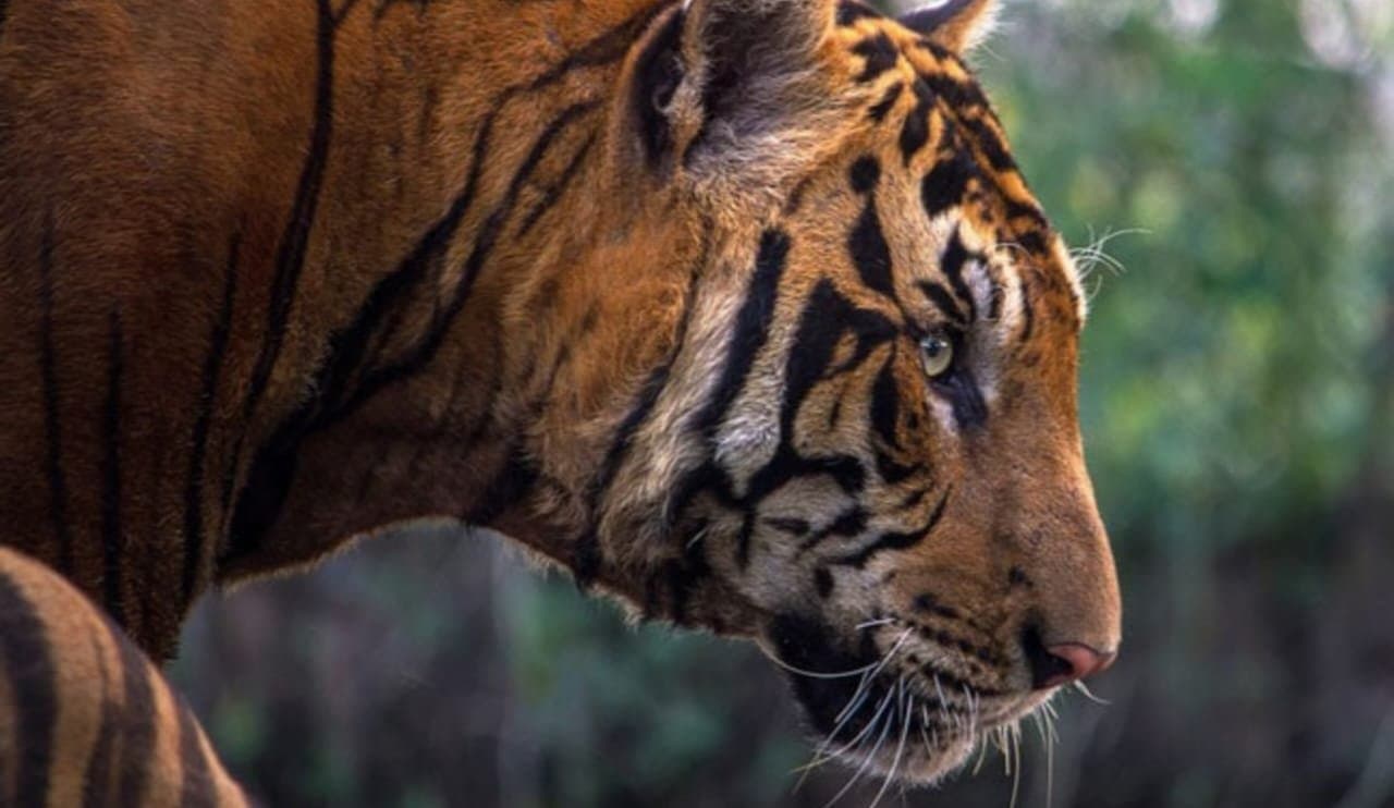 Annual tiger census in Sundarbans to commence from Nov 27 