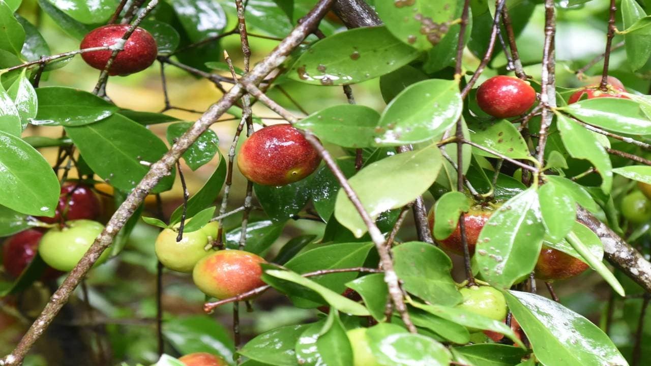 Kokum fruit is a magic diet for fat burning