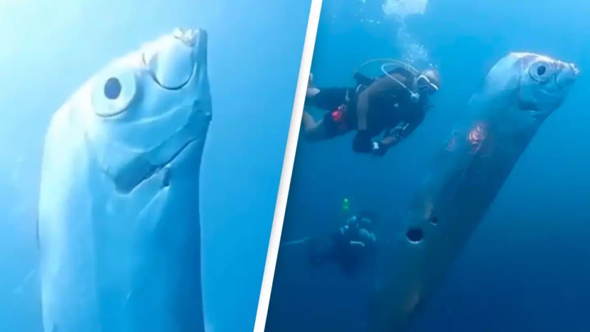 Are those signs for humanity all doomsday fish sighting in 2025