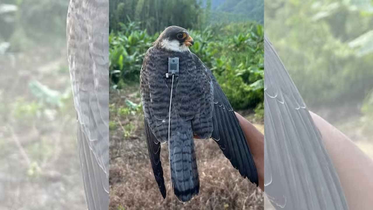 150 gm Falcon makes 6000 km non stop flight