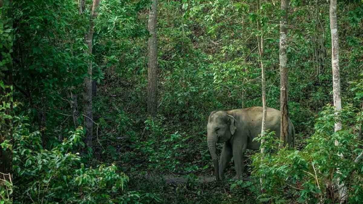  group of elephants head towards the field, farmers worried gnr 