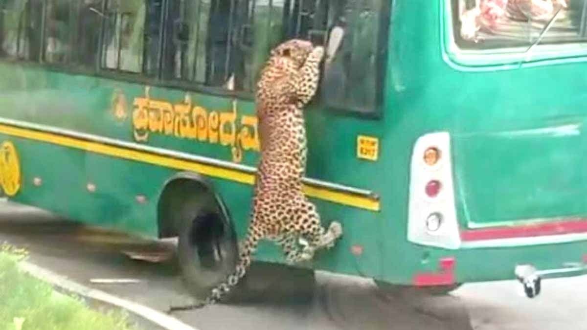 Leopard Tries To Enter Safari Bus After Leaping Through Window gnr 