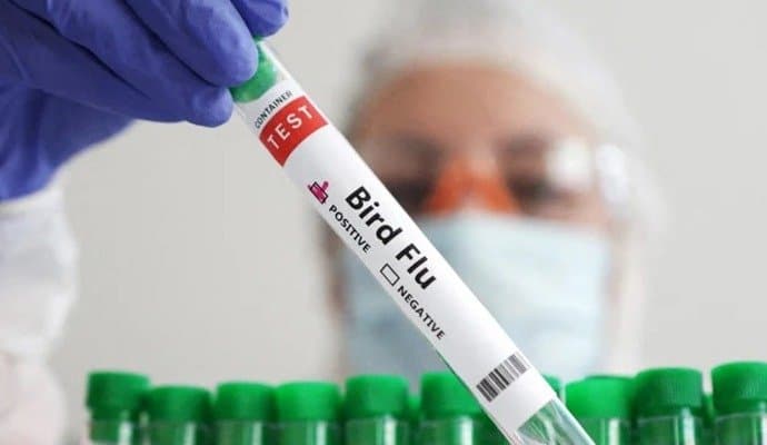 Finland to roll out bird flu vaccinations for humans 