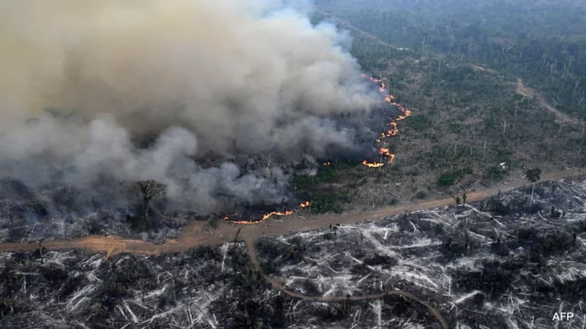 Amazon Forest Has Lost Area The Size Of Germany, France gnr 