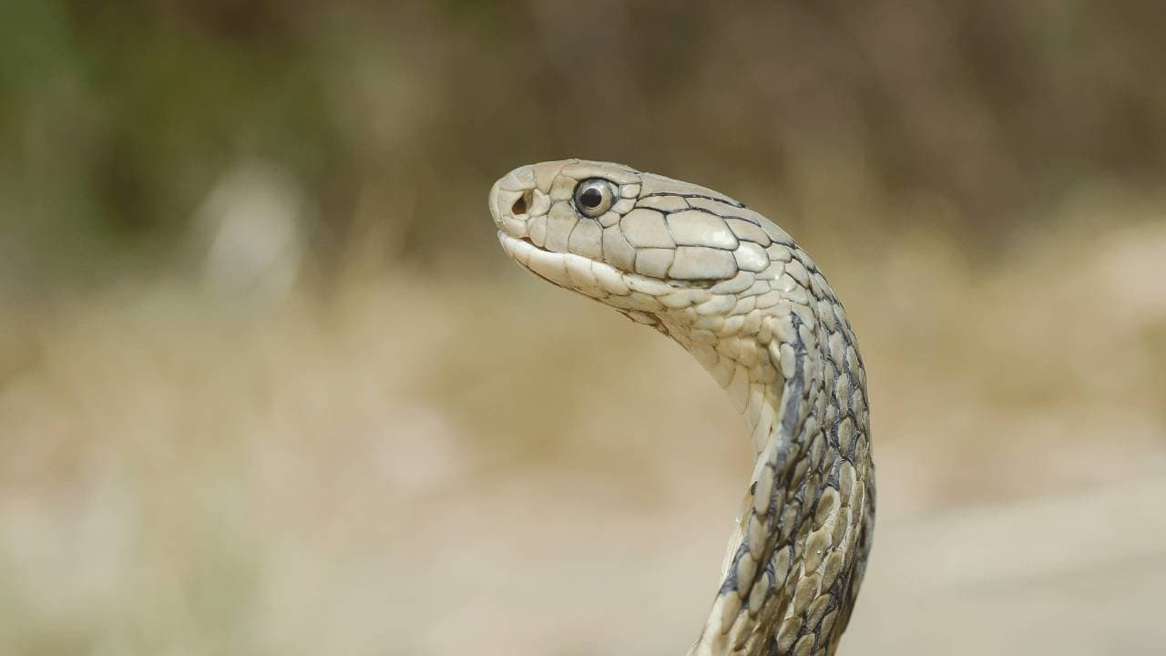 Mysterious facts about snake hibernation