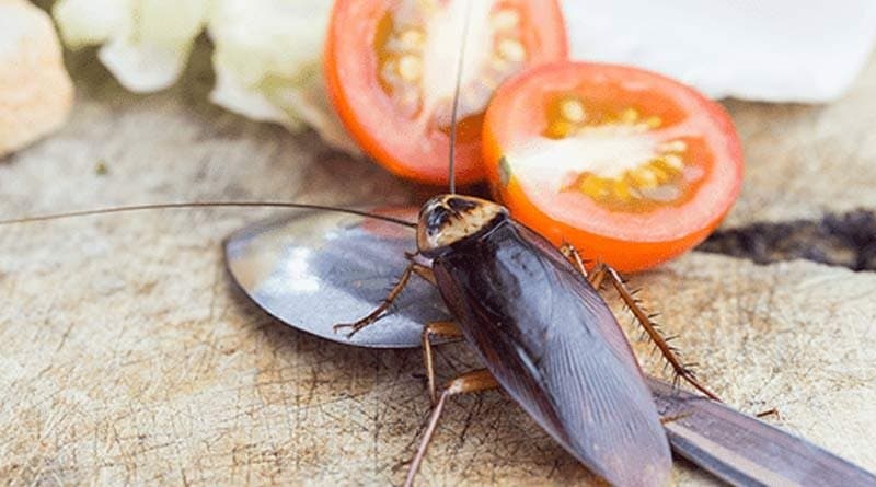 these are the home remedies to keep away cockroaches from home LIF