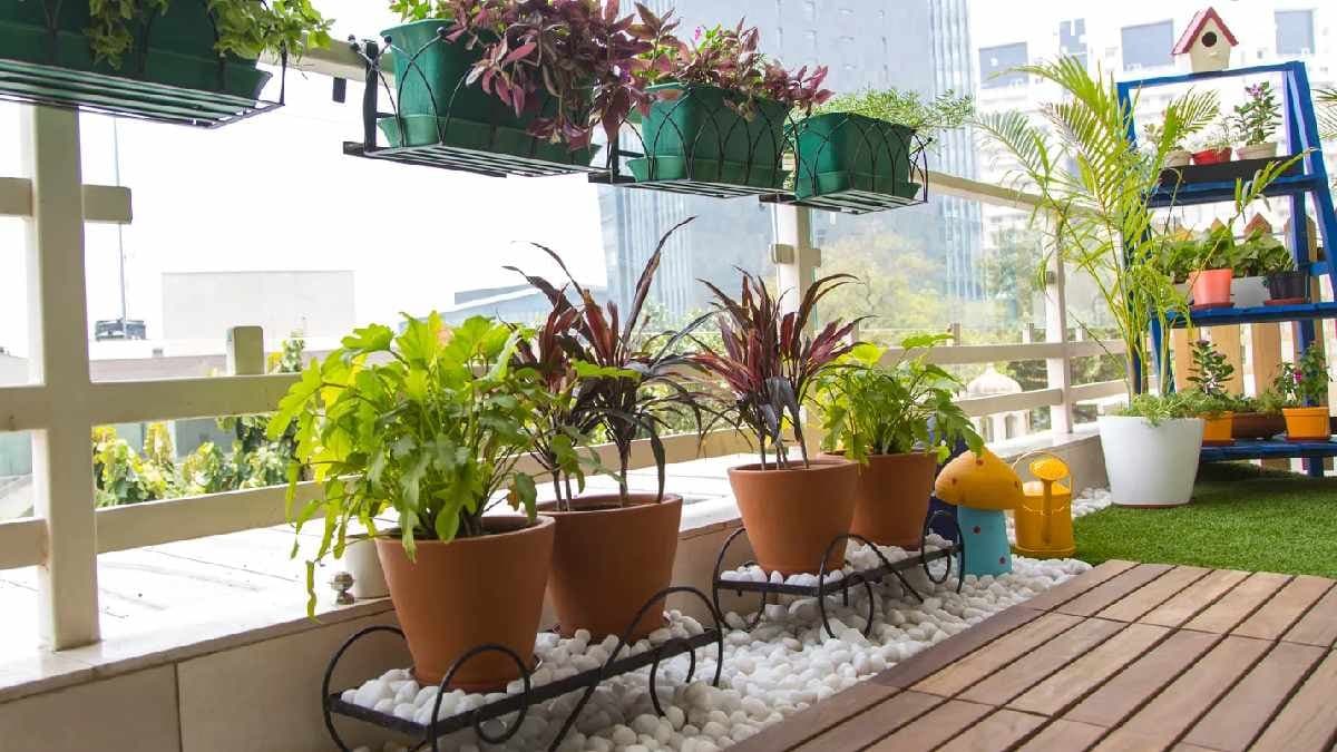 Important Gardening tips to remember before Thunder Storm in this summer