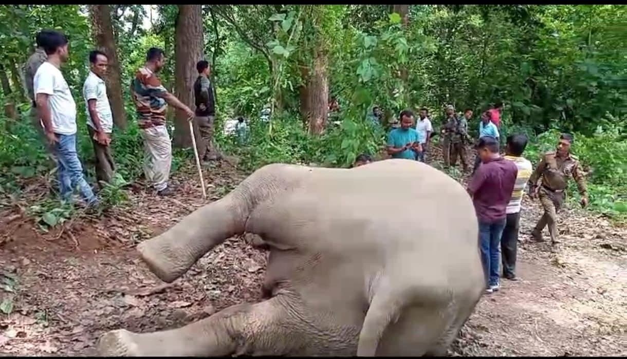 Agartala: ‌বিদ্যুৎস্পৃষ্ঠ হয়ে মৃত্যু হাতির