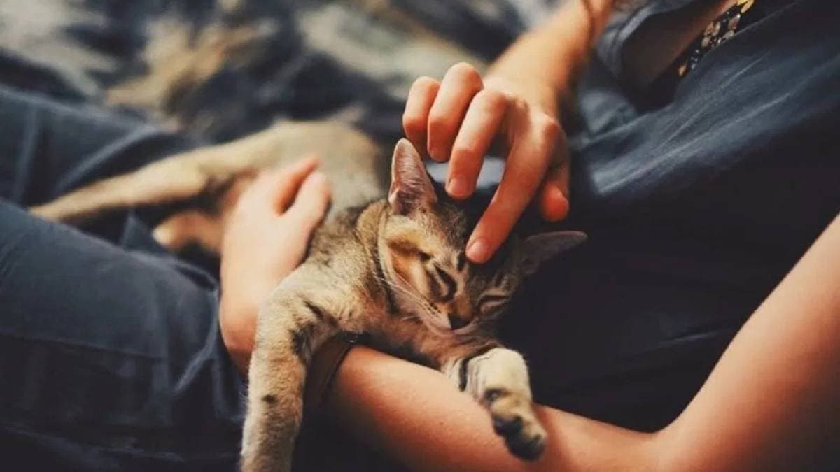 Recent Study reveals spending time with cats can reduce stress and anxiety level 
