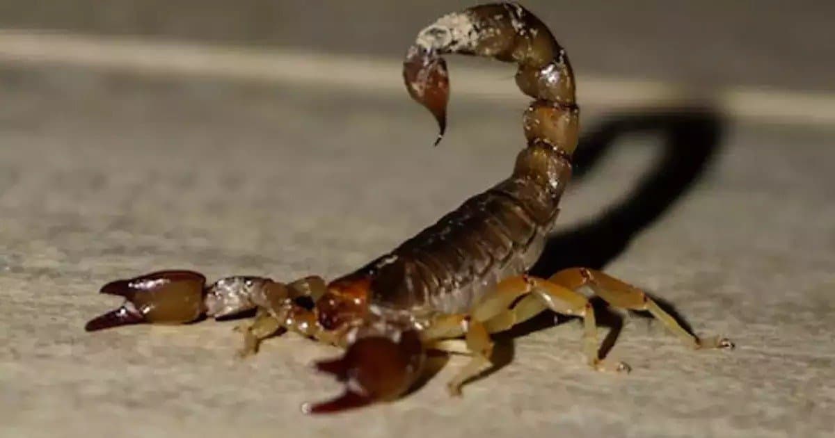 scorpion stung man in privates during stays, sues hotel for ruining his sex life gnr 