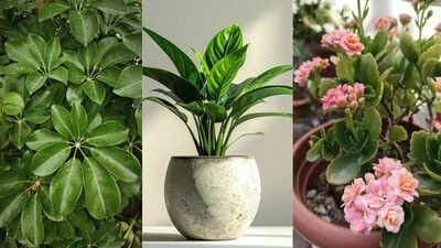 Easy indoor plants for beginners 