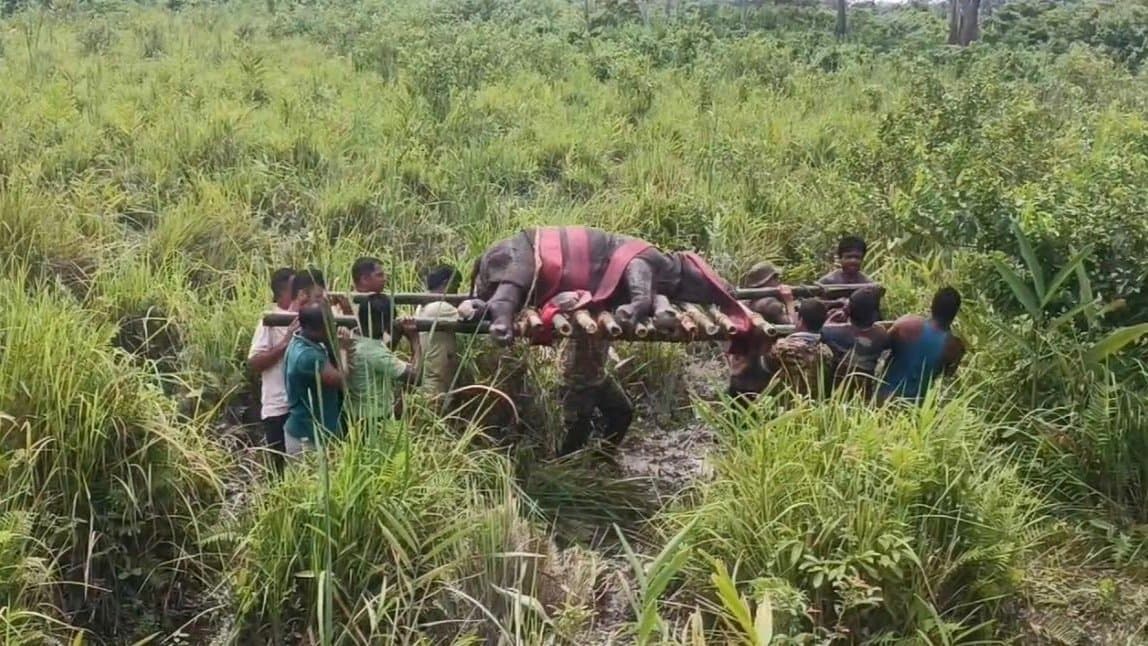 Jaldapara National Park Rhinoceros Calf Rescued by forest department gnr 