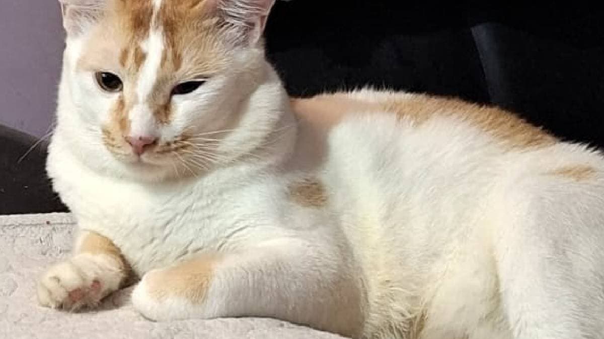 young cat tamu recovered gnr