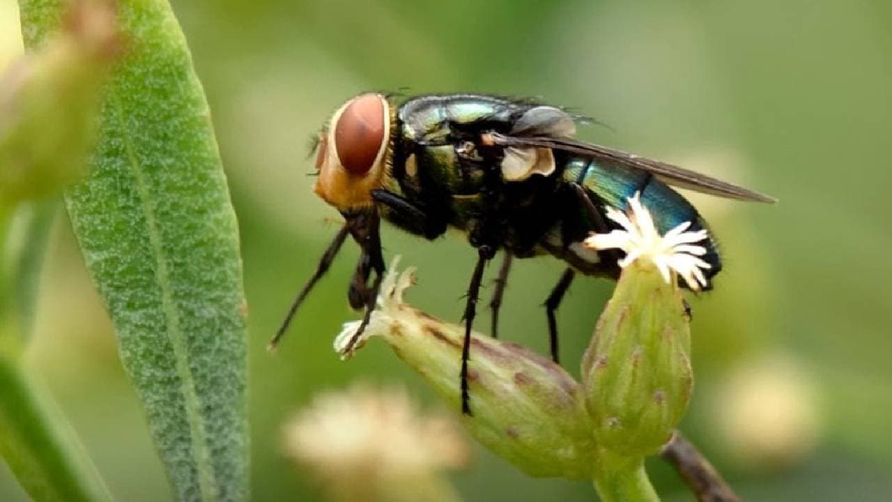 The First Human Case Of a Horrific Flesh eating Parasite Was Just detected In The US 