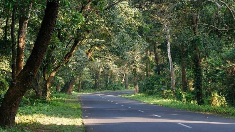 Dooars leopard killed in car accident in alipurduar gnr 