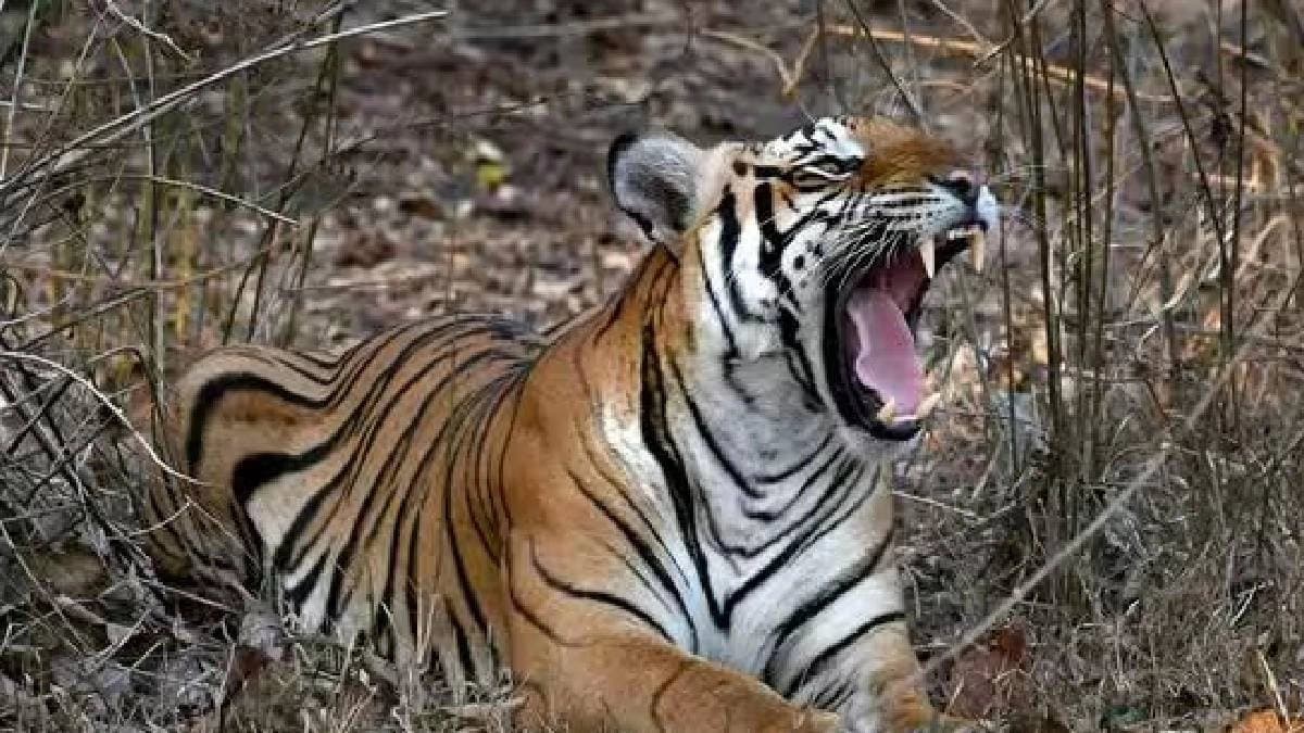 Two tigress dies in Alipore zoo